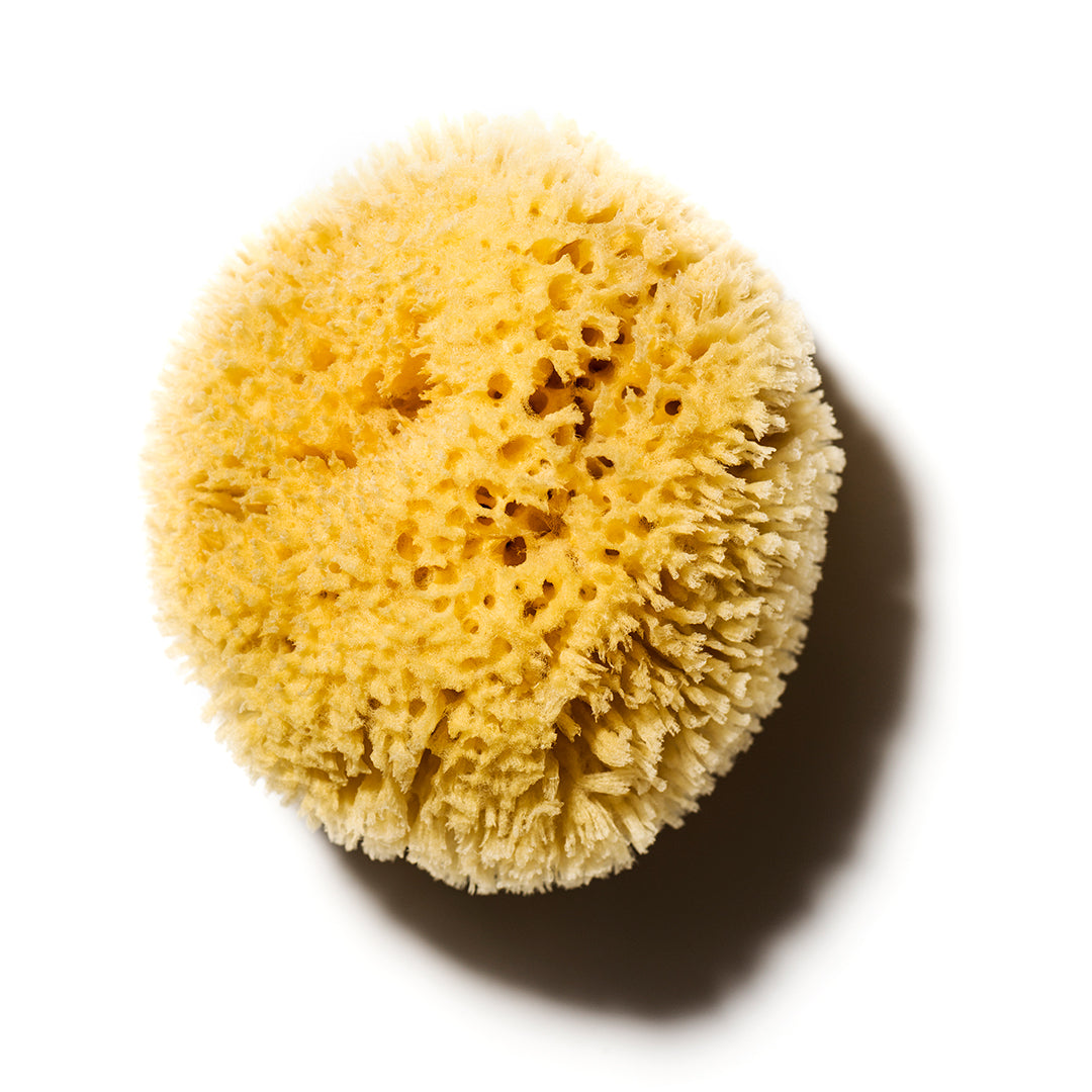 G Sea Sponge